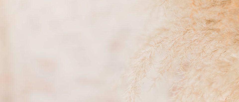 Pale sprigs of baby&rsquo;s breath filling the frame, photographed close in soft light.